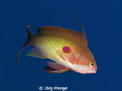 JEWEL by Jörg Menge 